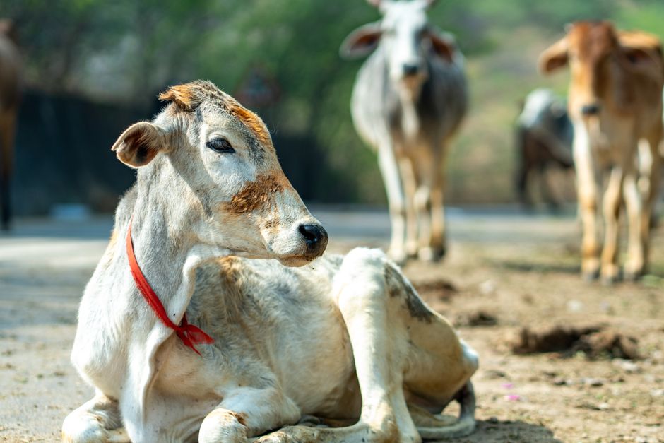 Logo for MPESB ADDET Admit Card 2026 Released – Download Hall Ticket for Animal Husbandry & Dairy Technology Admission Test