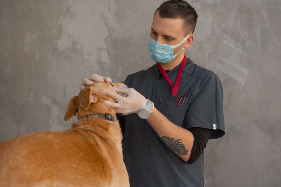 Logo for UKPSC Veterinary Officer Recruitment 2026: Apply Online for 25 Posts, Eligibility, Fee & Selection Process